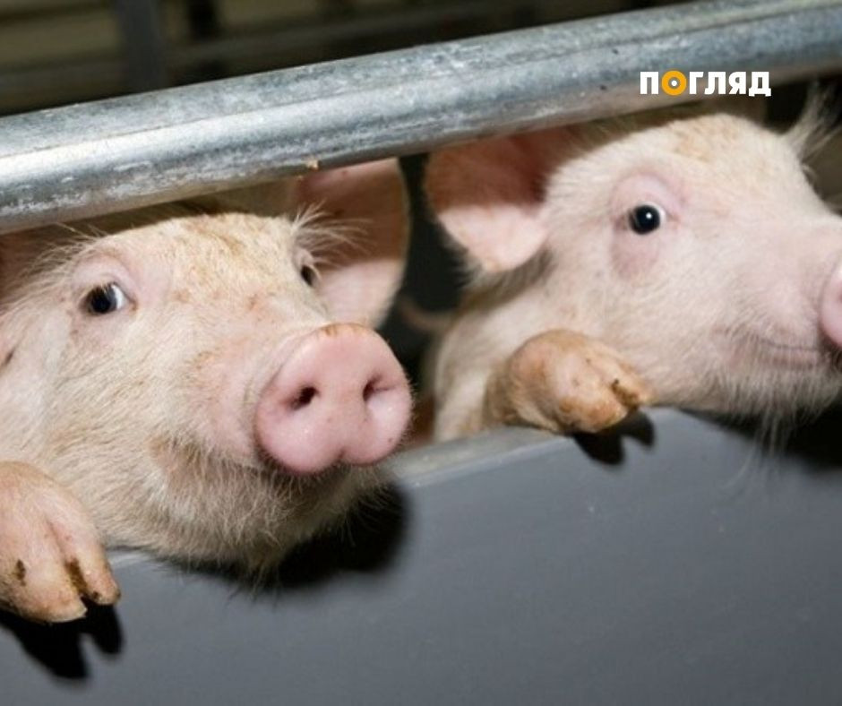 На Київщині зафіксовано нові випадки африканської чуми свиней - зображення